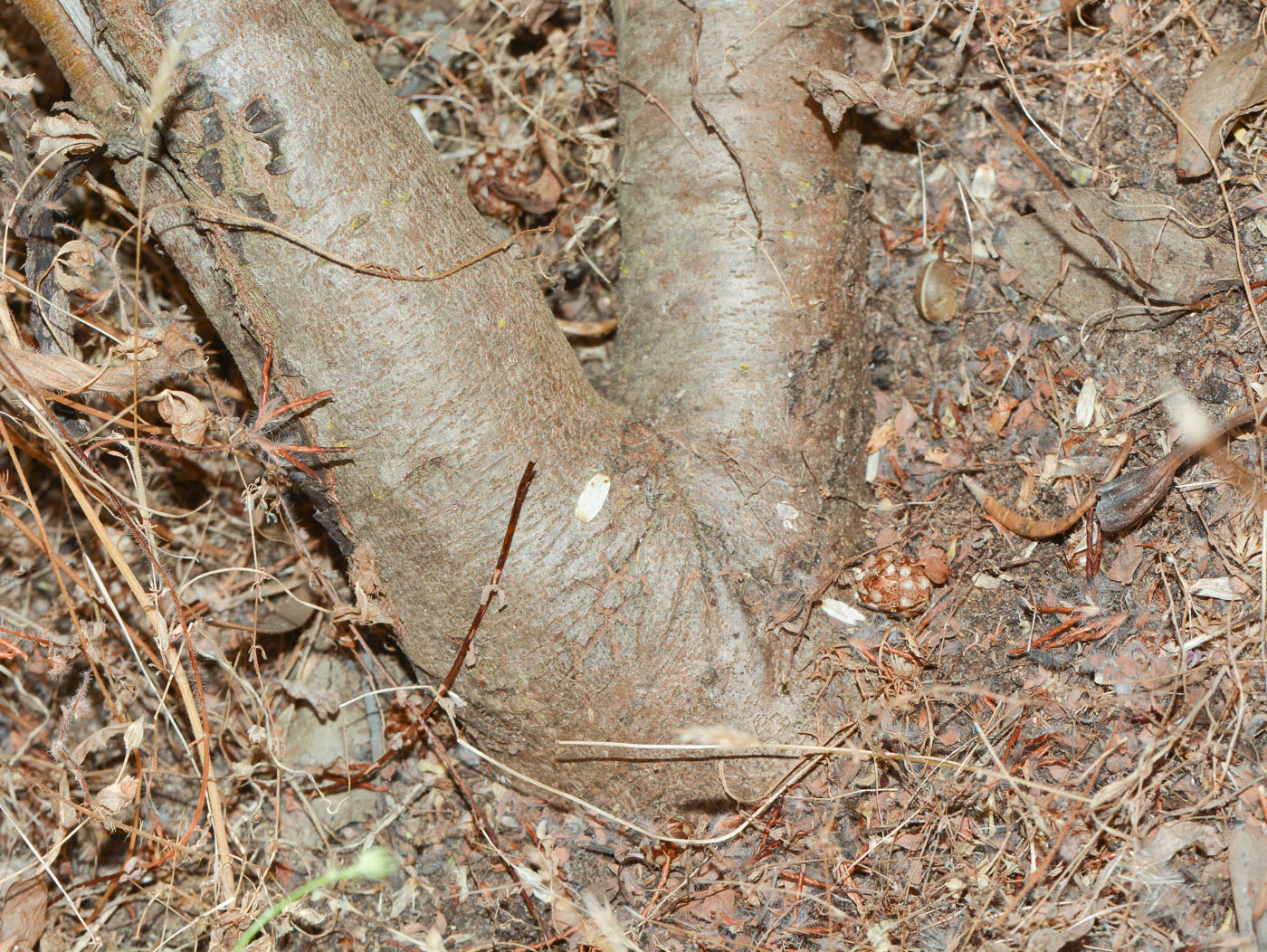 Image of Leucospermum cordifolium specimen.