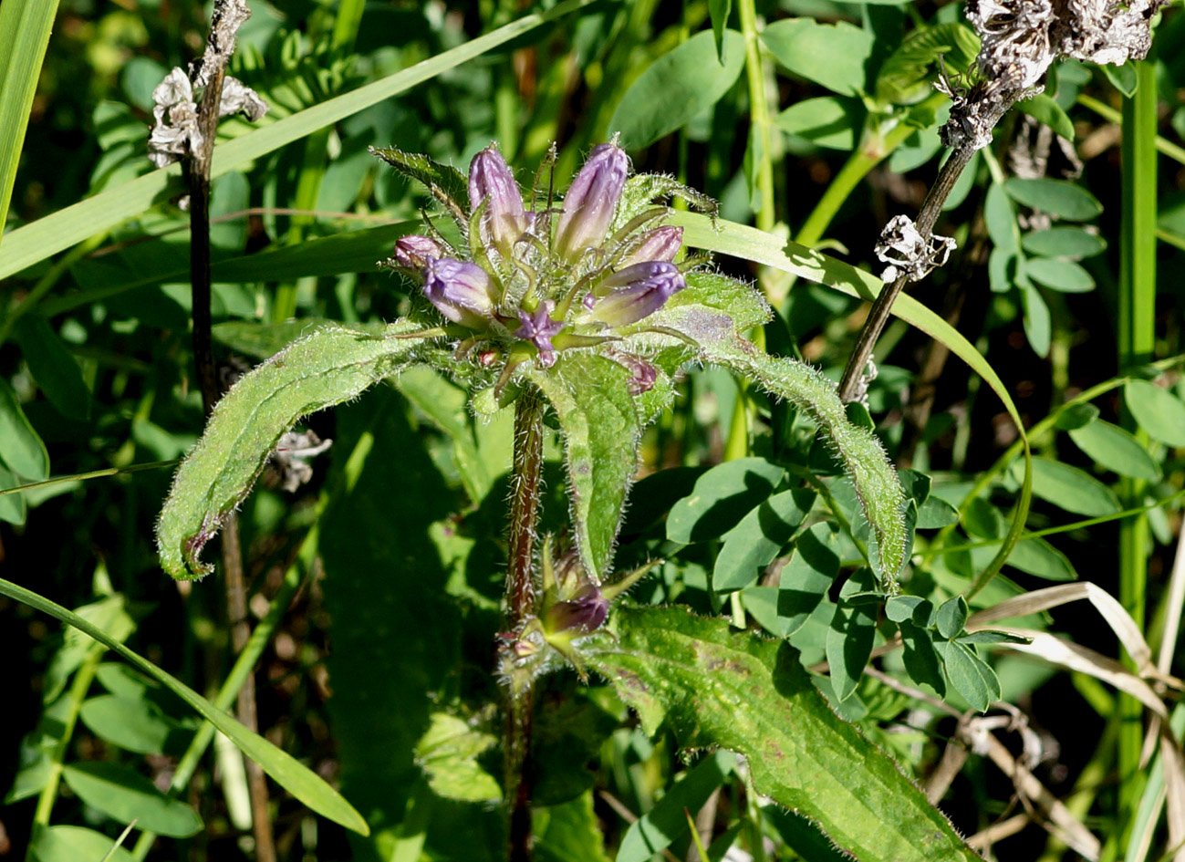 Image of Campanula glomerata specimen.