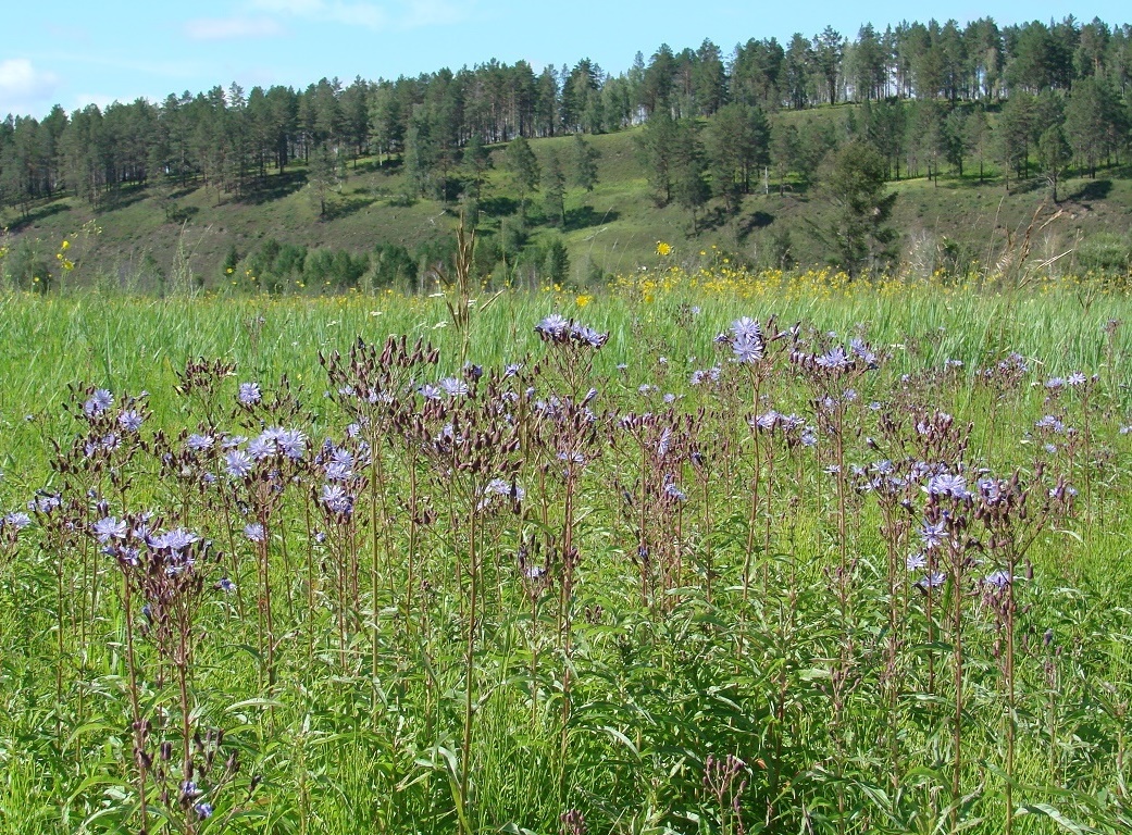 Изображение особи Lactuca sibirica.