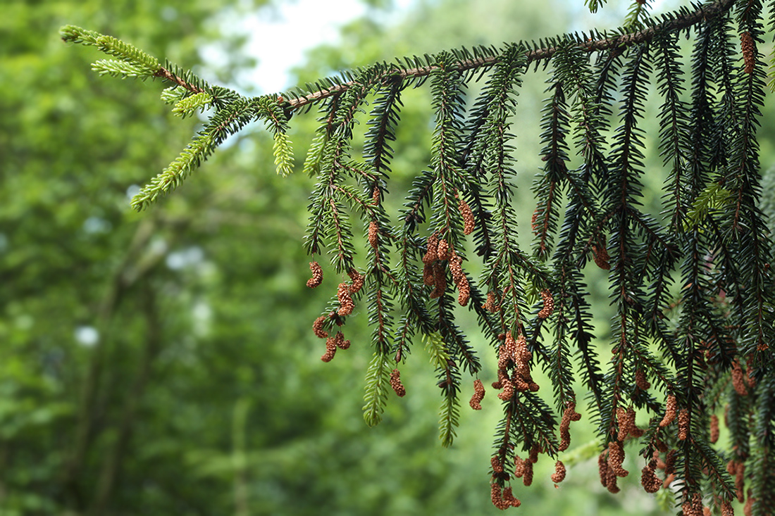 Image of Picea orientalis specimen.