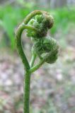 Pteridium pinetorum. Верхушка разворачивающейся вайи (листа). Украина, Киев, заказник \"Лесники\", боровая терраса Днепра. 9 мая 2010 г.