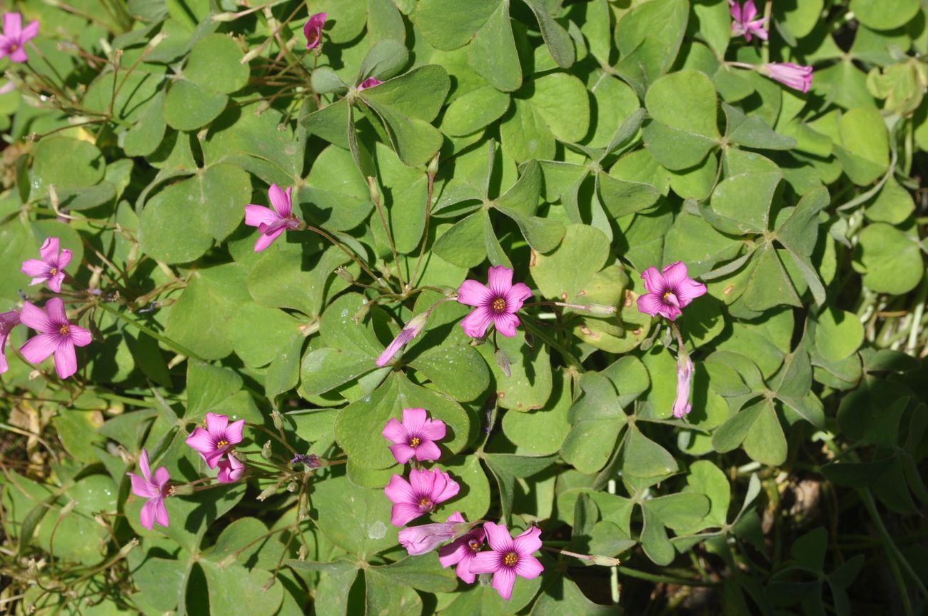 Image of Oxalis debilis var. corymbosa specimen.