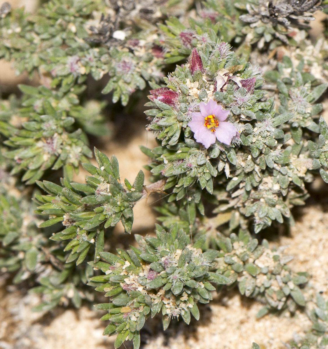 Image of Frankenia capitata specimen.