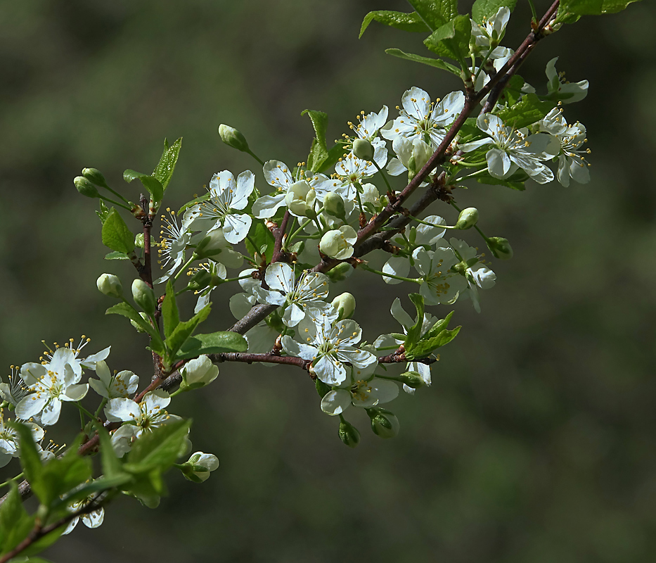 Image of Prunus domestica specimen.