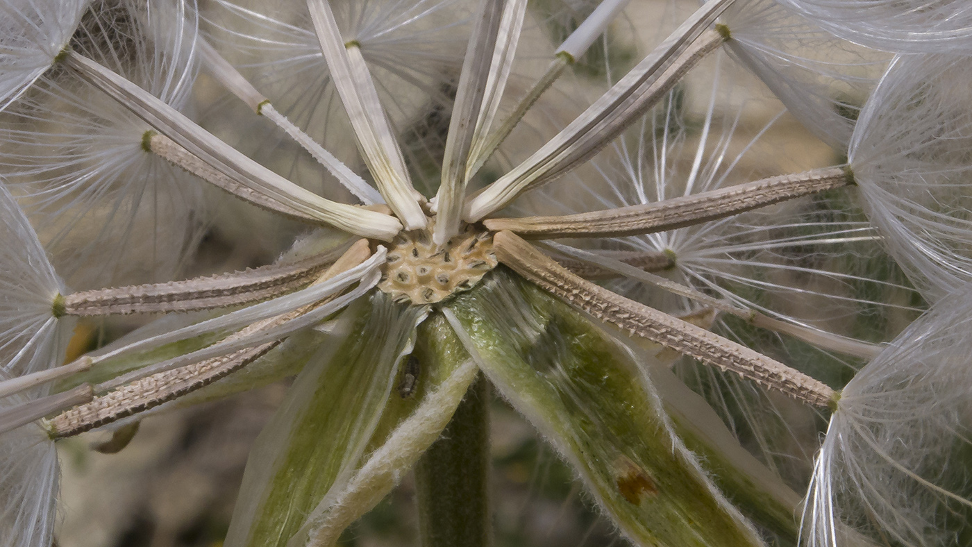 Image of Scorzonera mollis specimen.