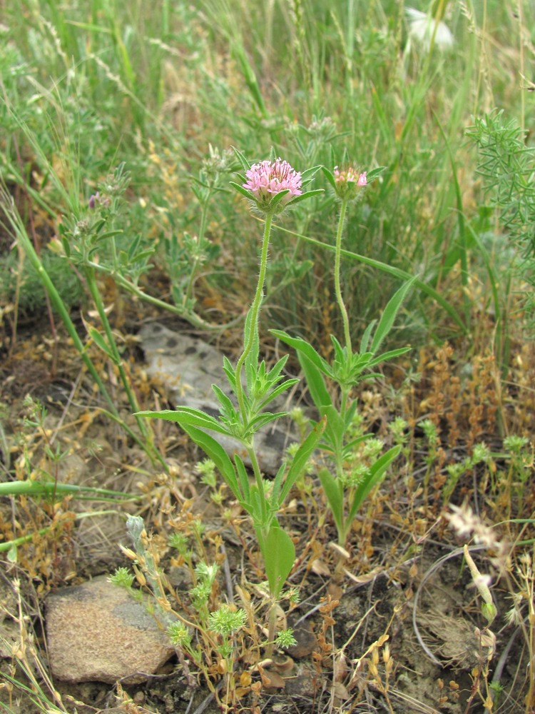 Image of Lomelosia micrantha specimen.