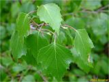 Betula pendula. Листья. Украина, Львовская обл., Сколевский р-н, национальный природный парк \"Сколевские Бескиды\", окр. с. Каменка, опушка леса. 28.05.2018.