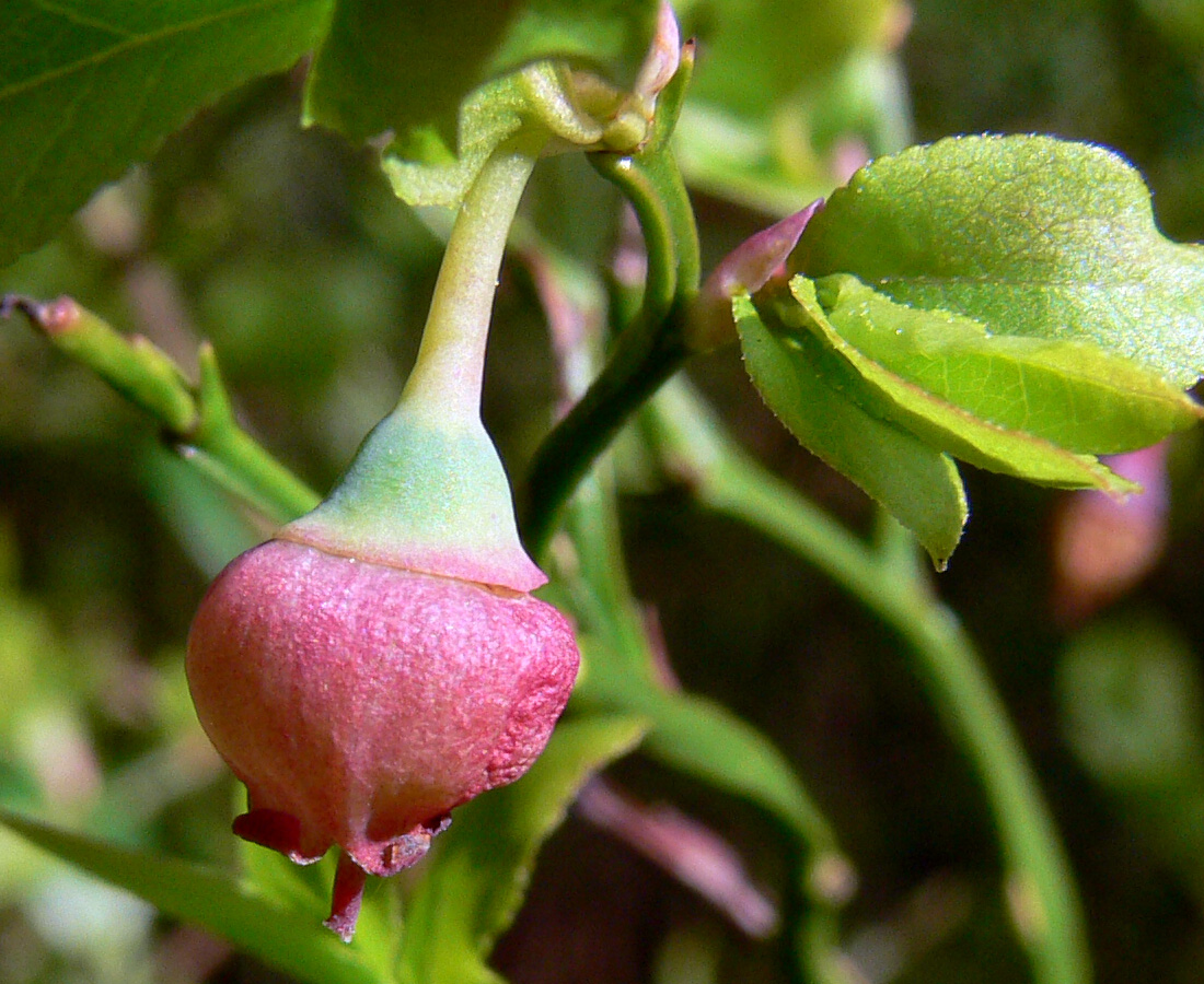 Image of Vaccinium myrtillus specimen.