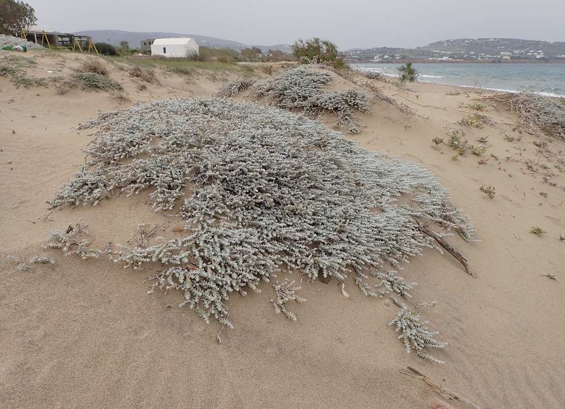 Image of Otanthus maritimus specimen.