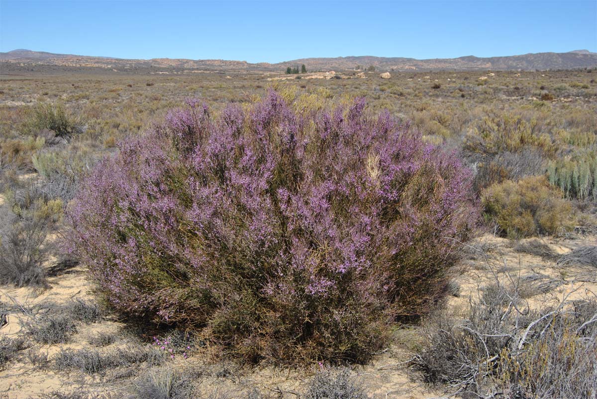 Image of Muraltia spinosa specimen.