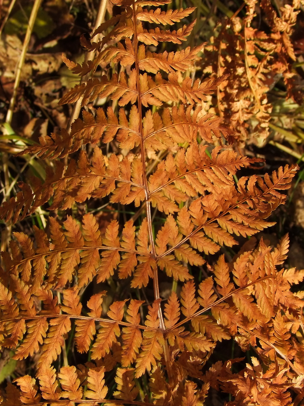 Image of Dryopteris expansa specimen.