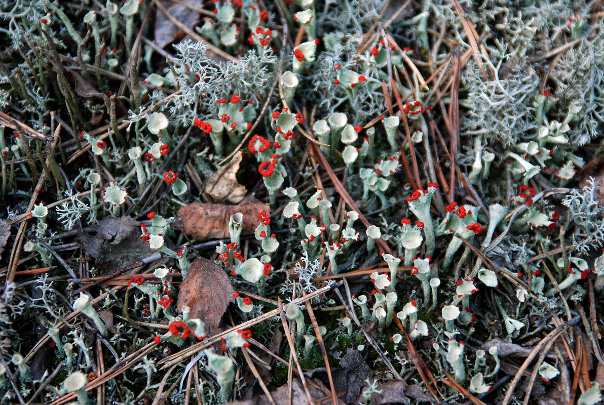 Изображение особи род Cladonia.