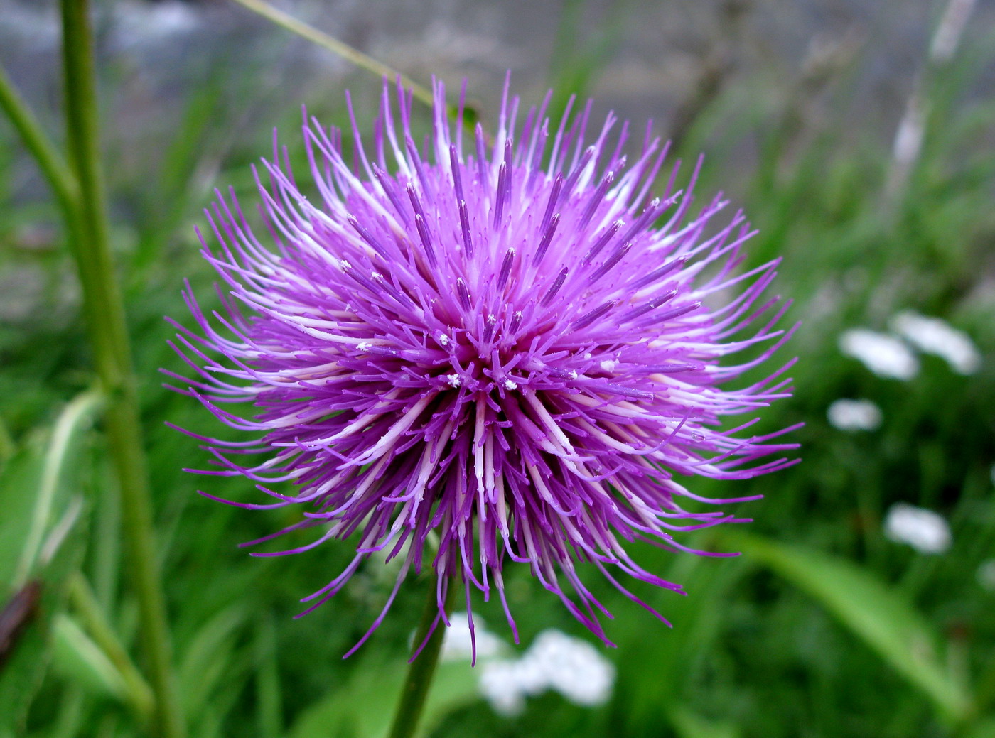 Image of Cirsium helenioides specimen.