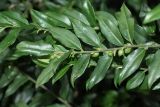 Sarcococca hookeriana разновидность digyna. Плодоносящая ветвь. Краснодарский край, г. Сочи, Центральный р-н, в культуре. 18.08.2018.