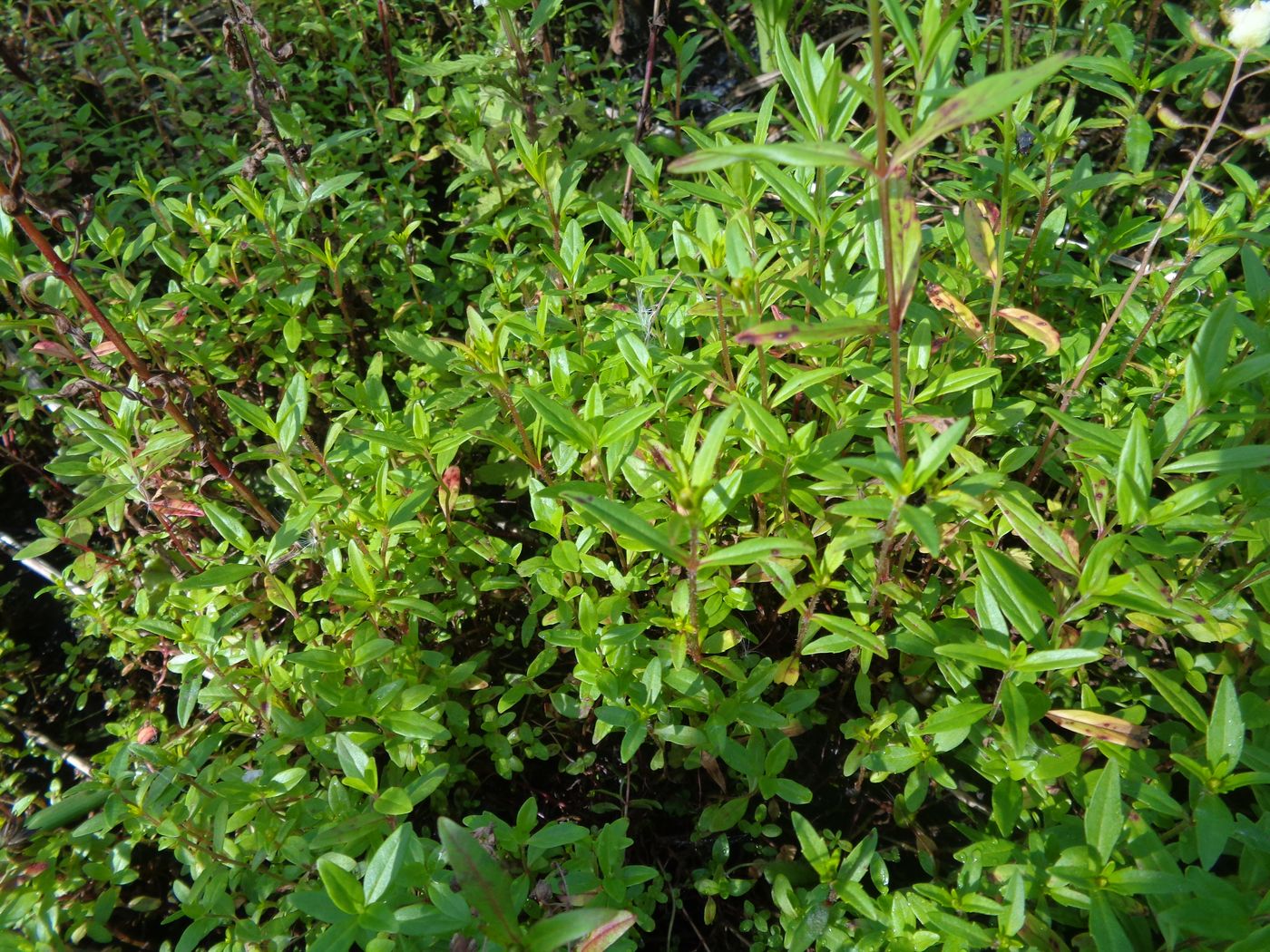 Image of Bidens cernua specimen.