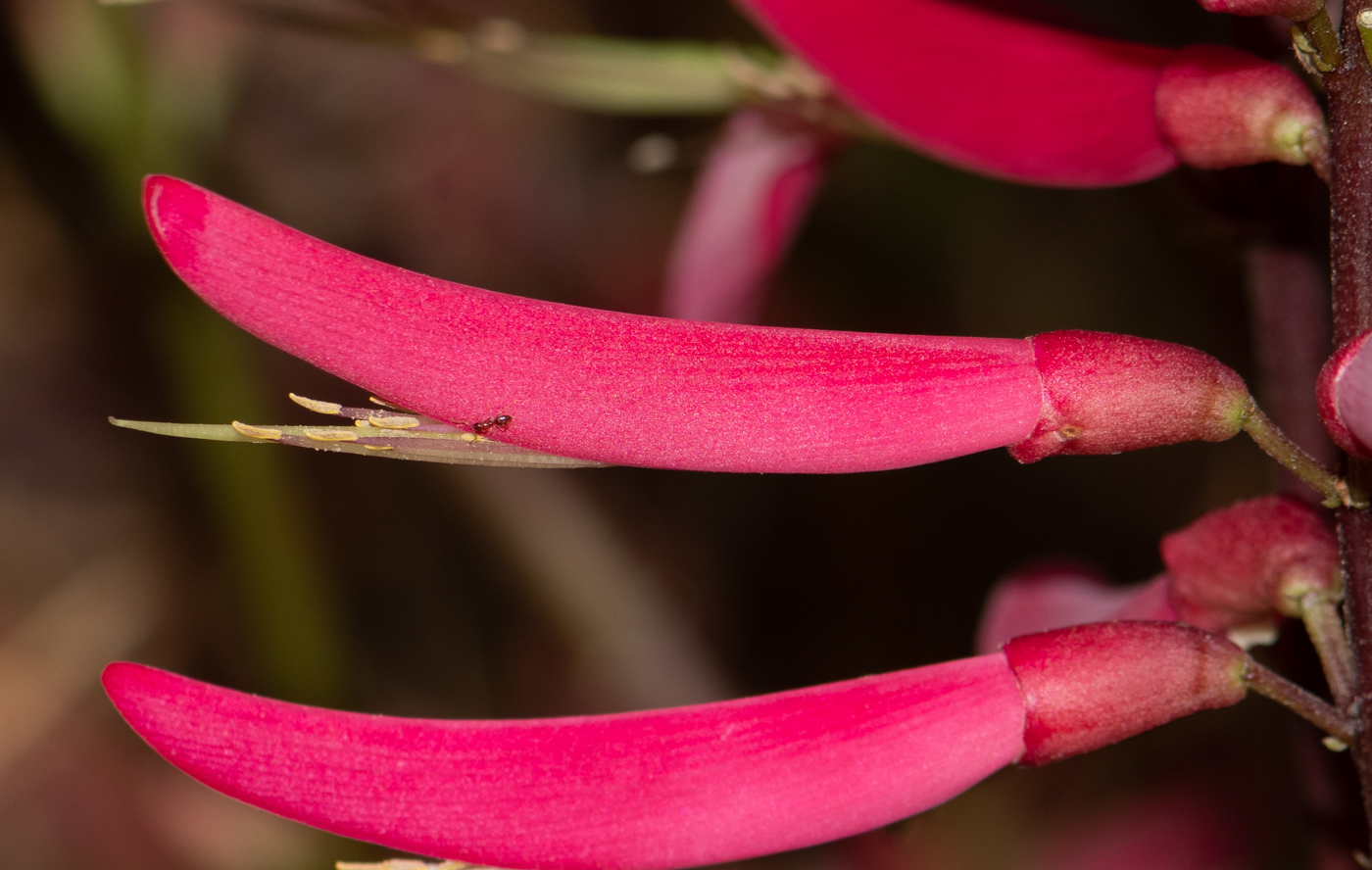 Image of Erythrina herbacea specimen.