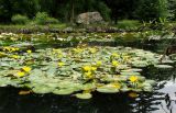 Nymphoides peltata