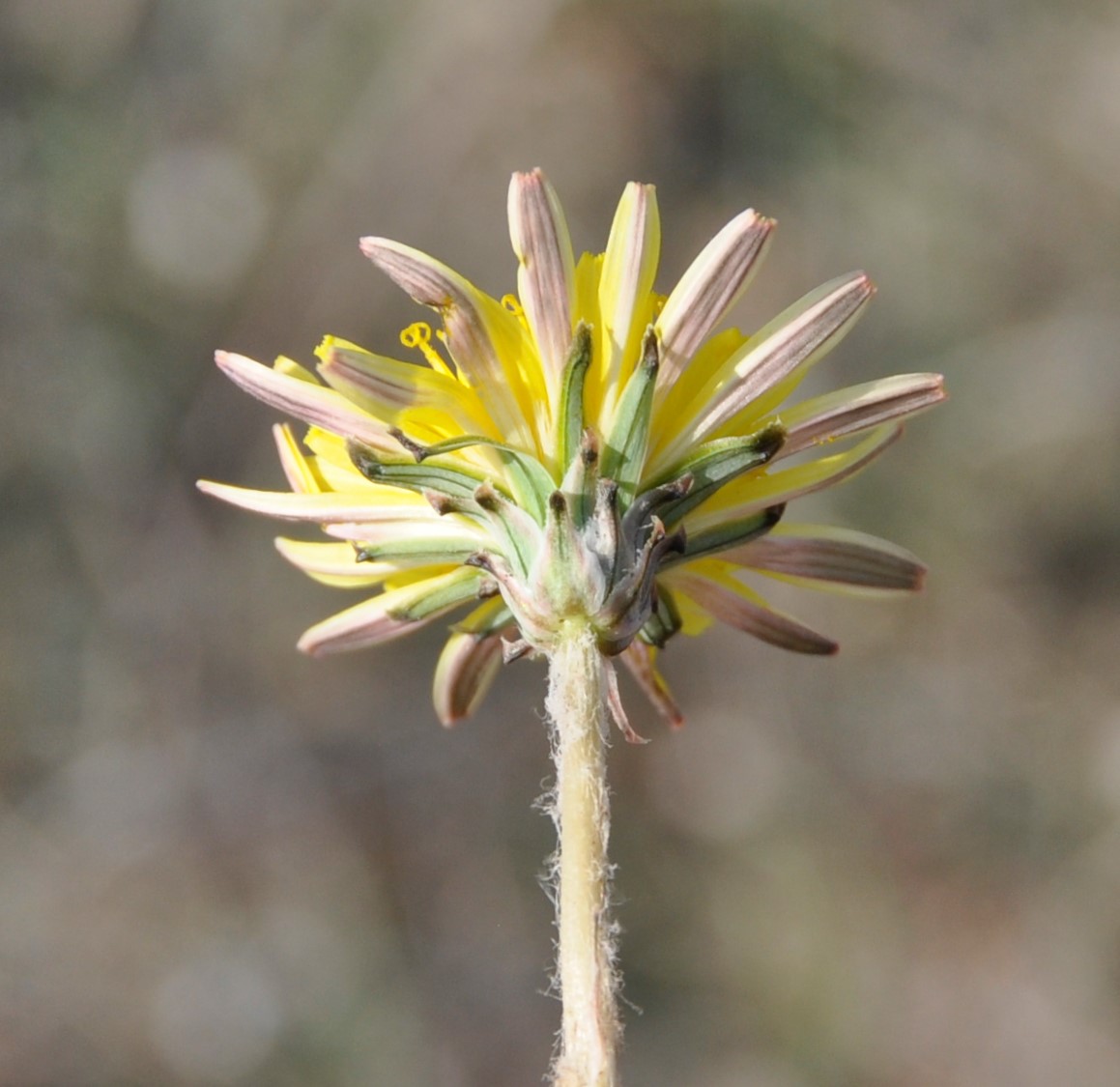 Image of Taraxacum hellenicum specimen.