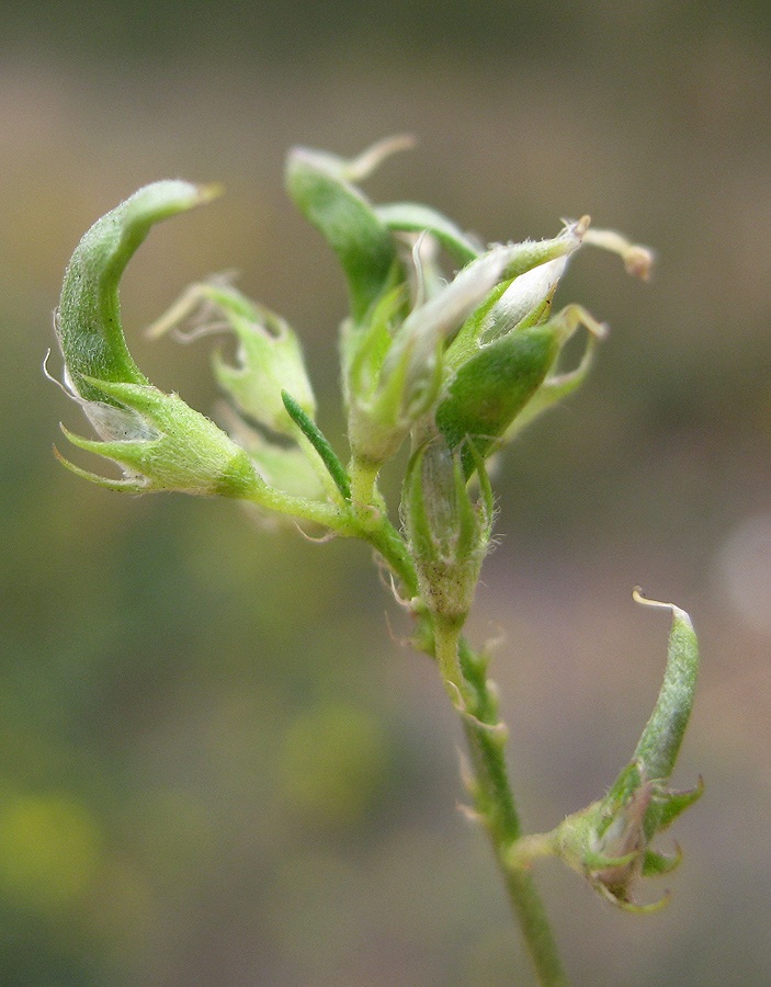 Image of Medicago &times; varia specimen.