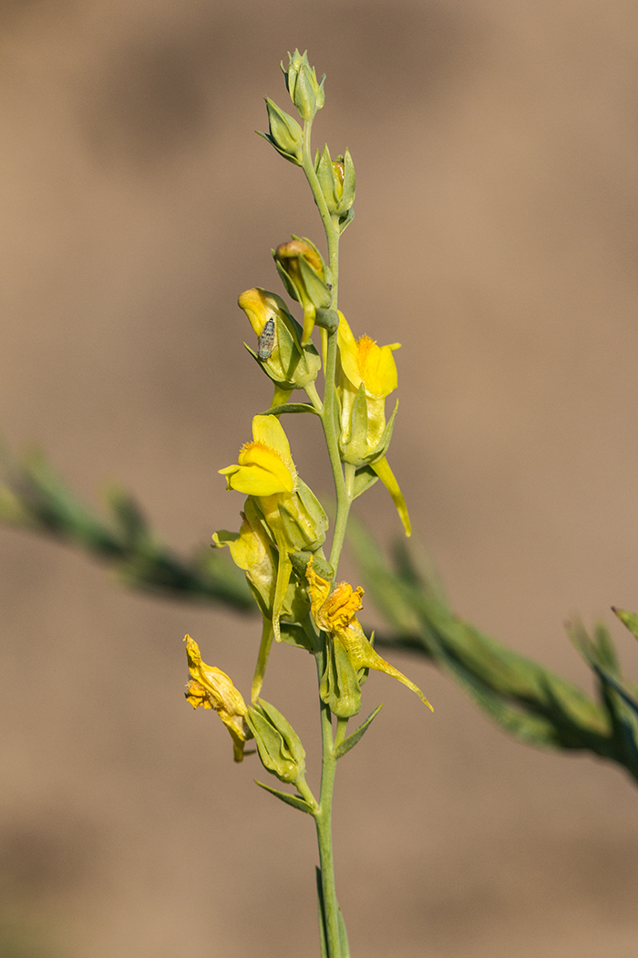 Изображение особи род Linaria.