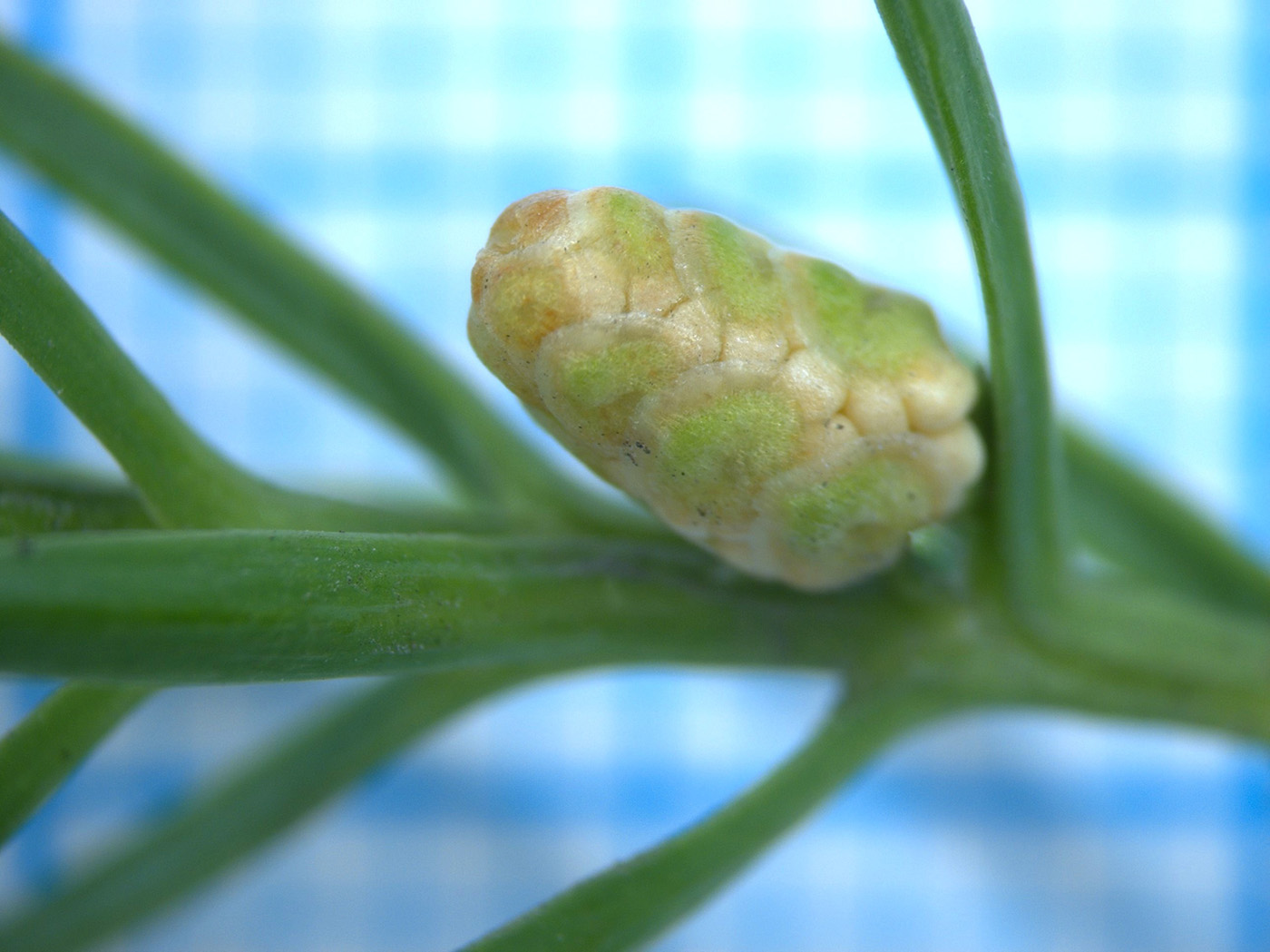 Image of Juniperus chinensis specimen.