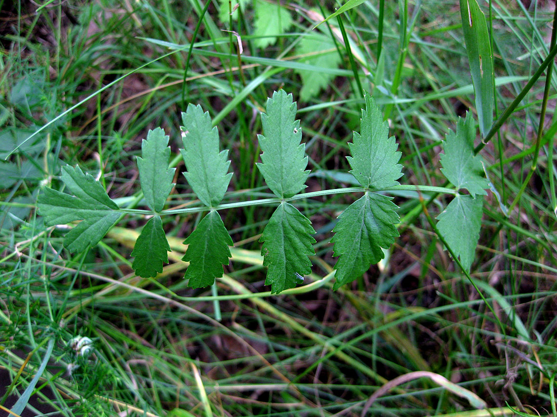 Image of Pimpinella saxifraga specimen.