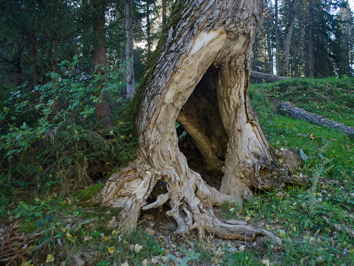 Изображение особи Populus nigra.