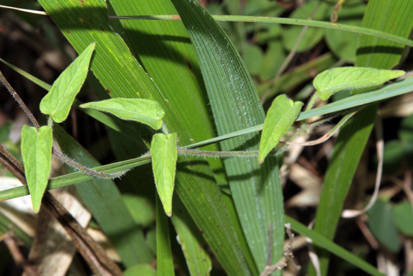 Image of Ceropegia meyeri specimen.