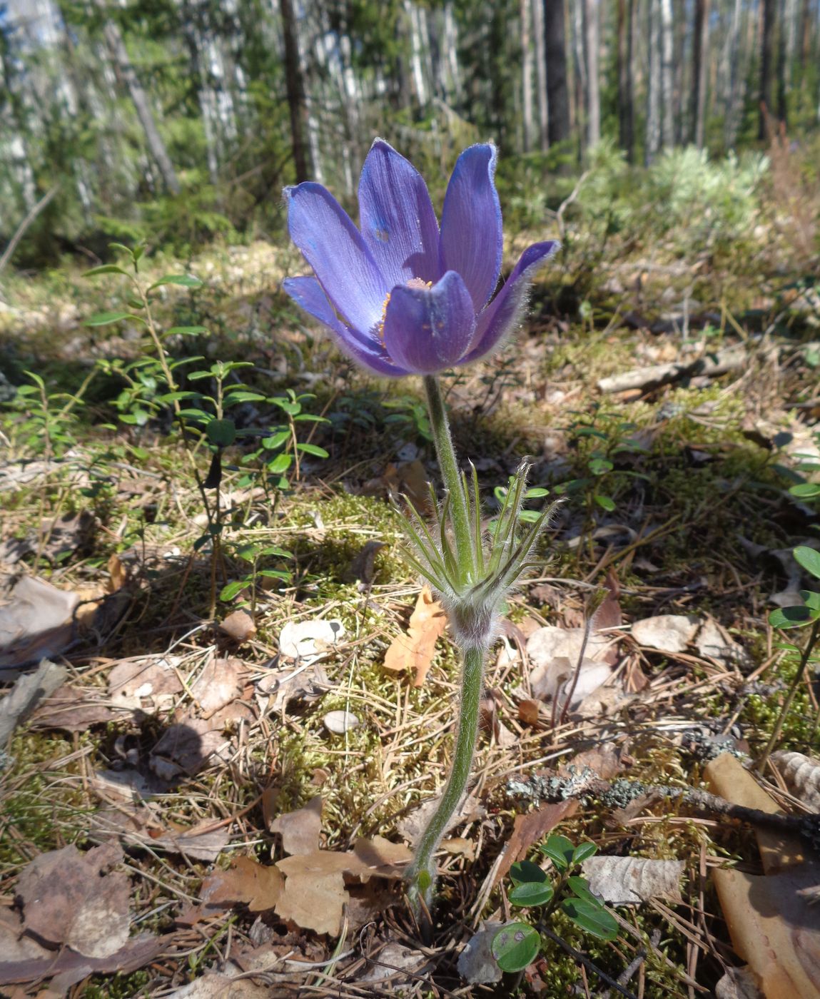 Изображение особи Pulsatilla patens.