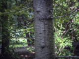 Abies gracilis