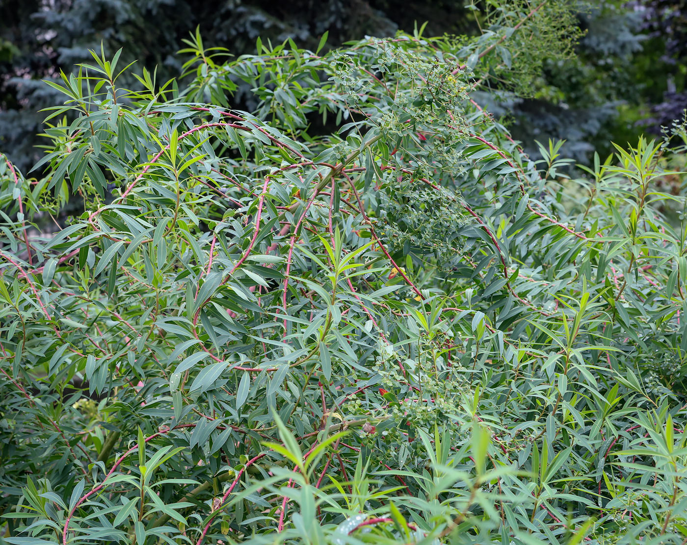 Image of genus Euphorbia specimen.