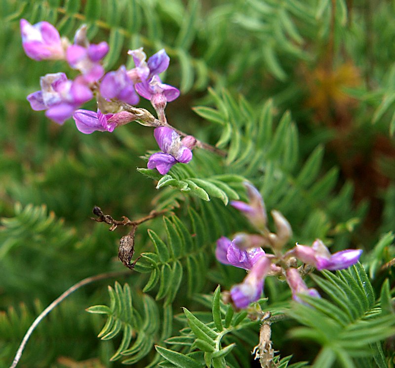 Изображение особи Oxytropis mandshurica.