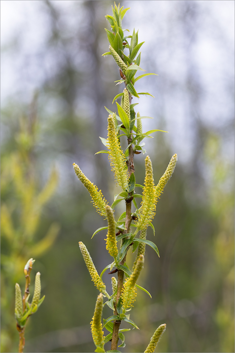 Image of Salix triandra specimen.