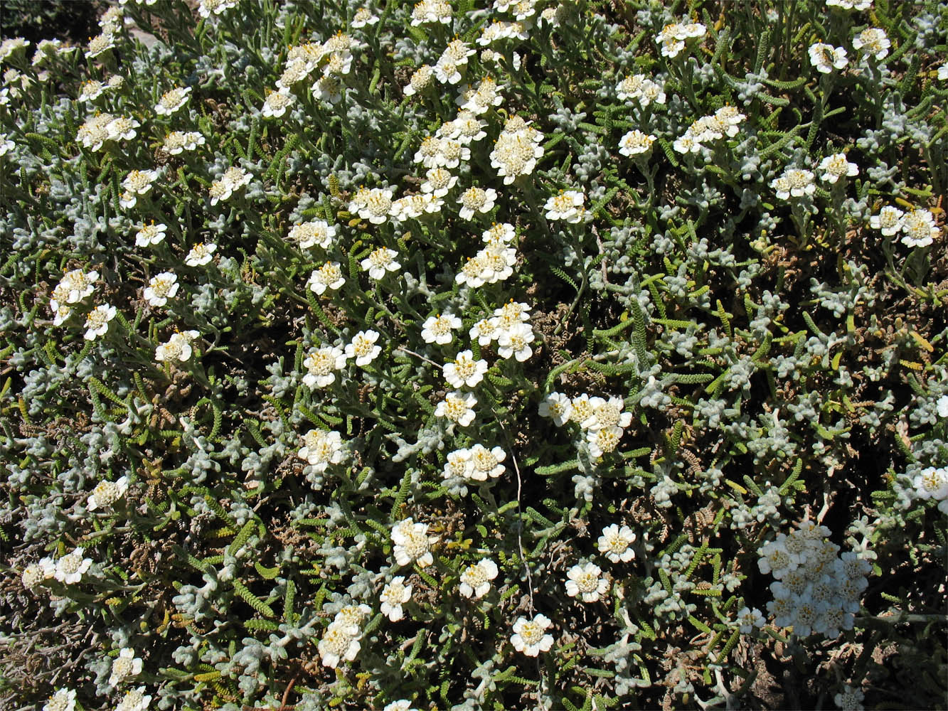 Изображение особи Achillea cretica.