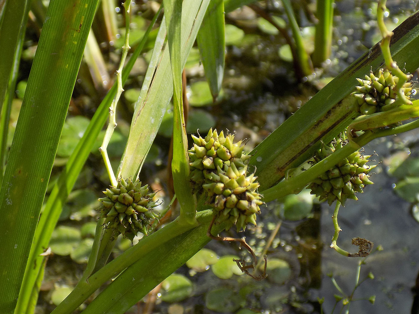 Изображение особи Sparganium erectum.