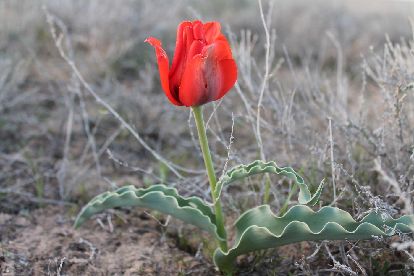 Изображение особи Tulipa alberti.