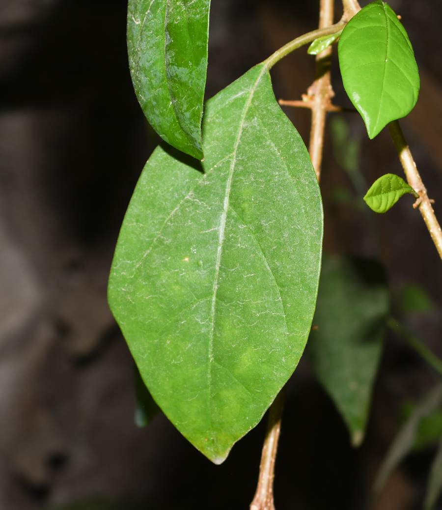 Изображение особи Gmelina philippensis.