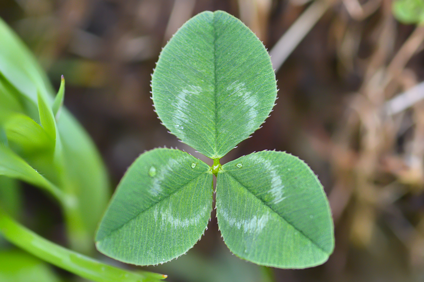 Image of Trifolium raddeanum specimen.