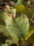 Salix crassijulis
