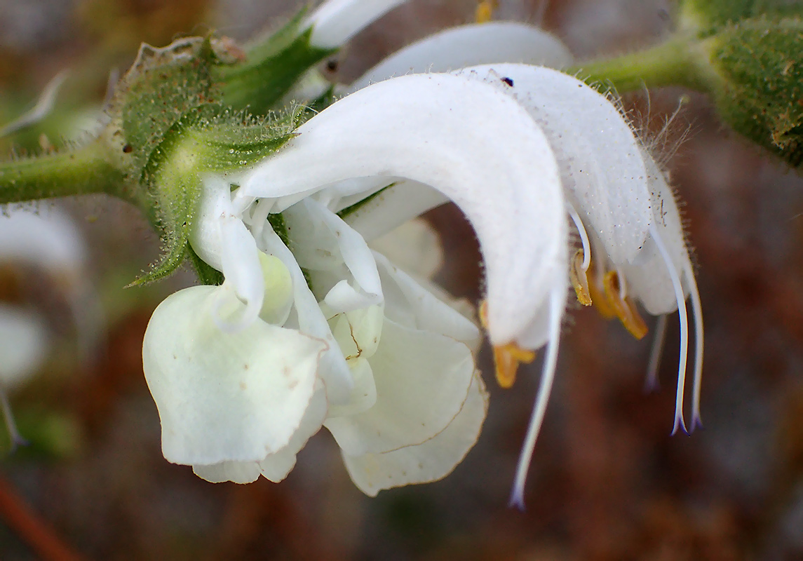 Image of Salvia argentea specimen.