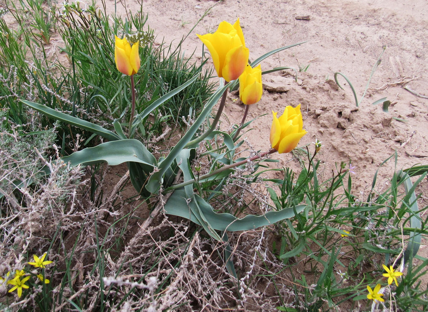 Image of Tulipa behmiana specimen.