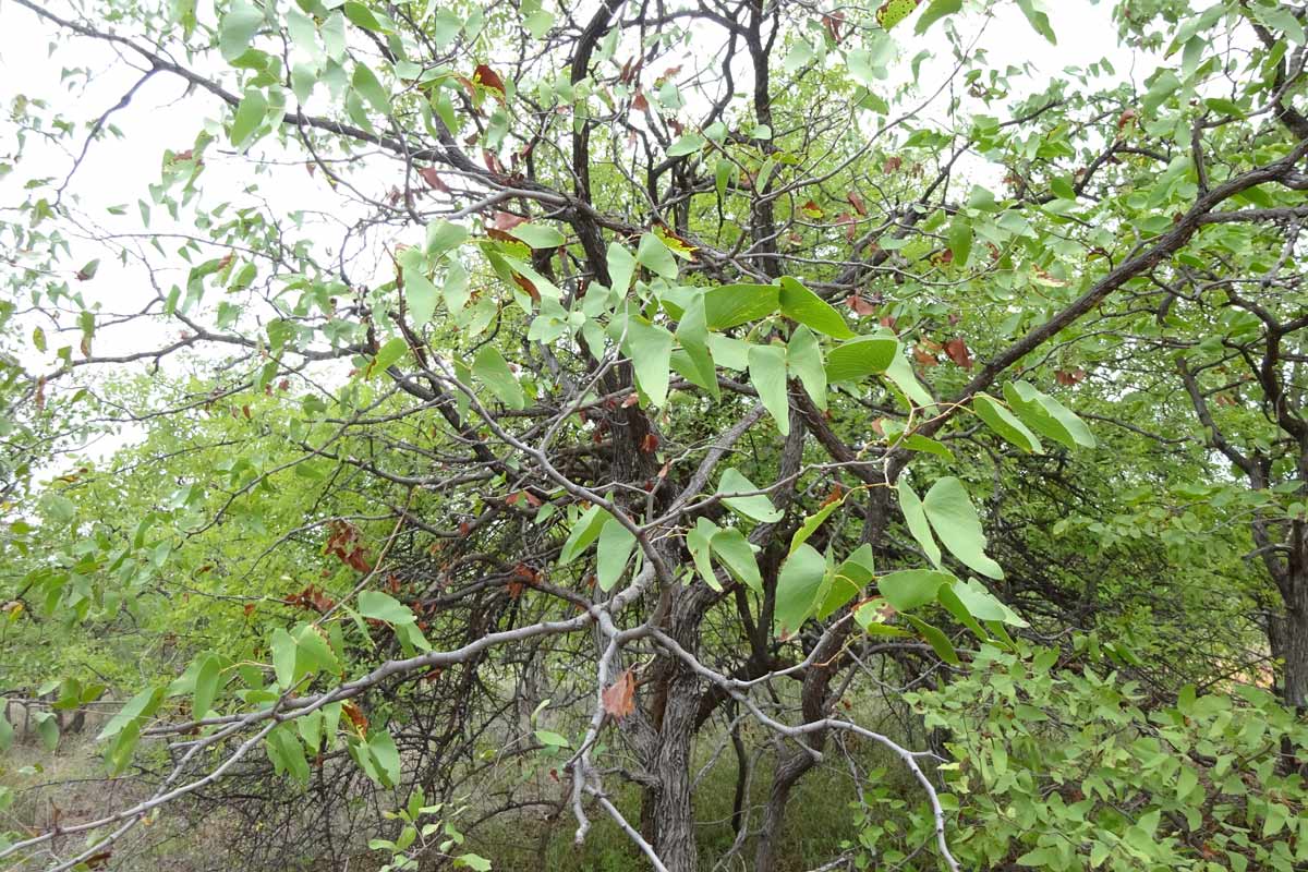 Image of Colophospermum mopane specimen.