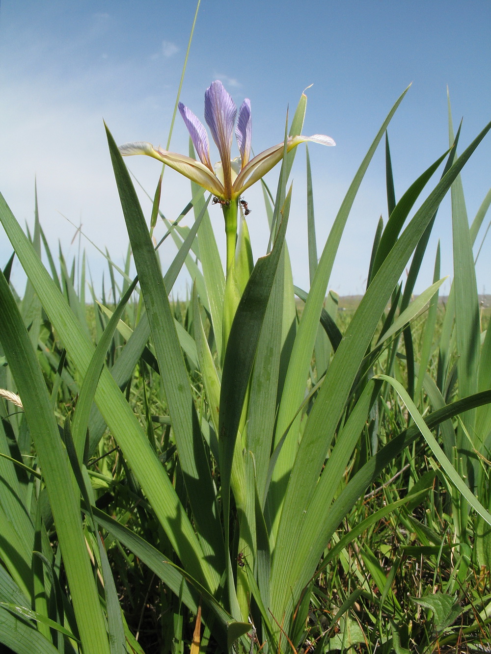 Изображение особи Iris halophila.