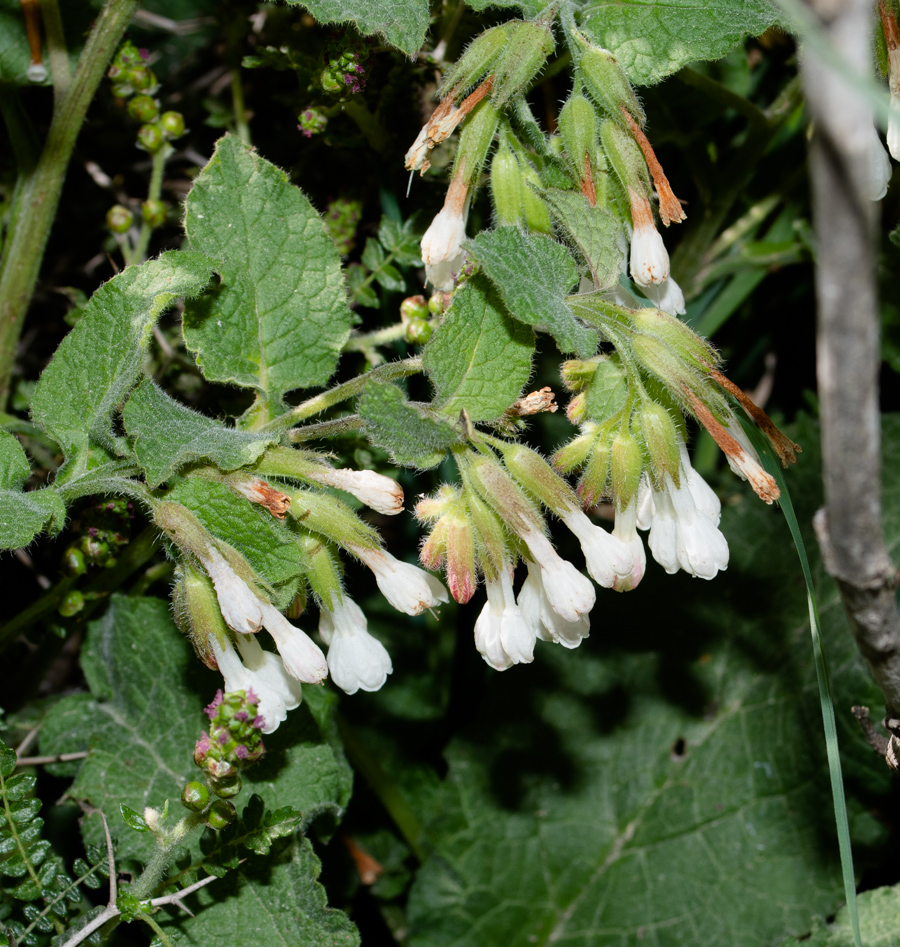 Image of Symphytum brachycalyx specimen.