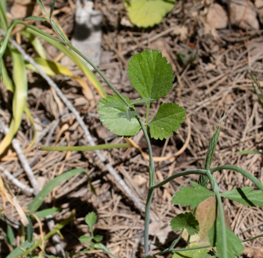 Image of Pimpinella cretica specimen.