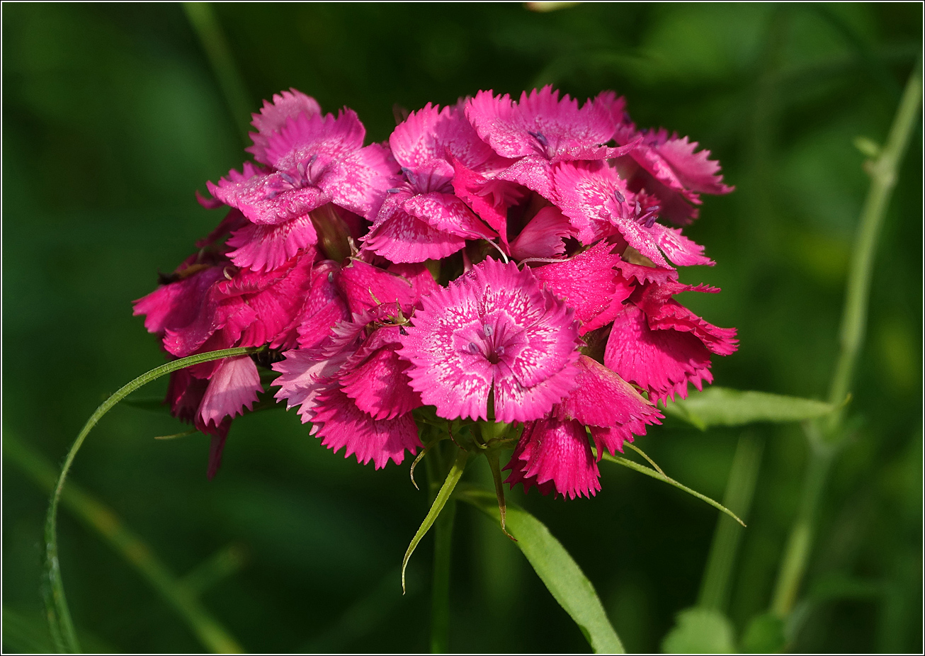 Image of Dianthus barbatus specimen.