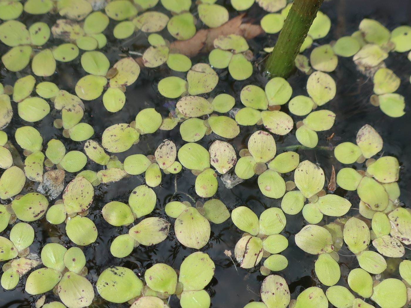 Image of Spirodela polyrhiza specimen.