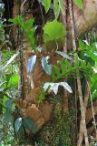 Drynaria quercifolia. Вегетирующее растение. Малайзия, штат Саравак, округ Мири, национальный парк «Мулу». 12.03.2015.