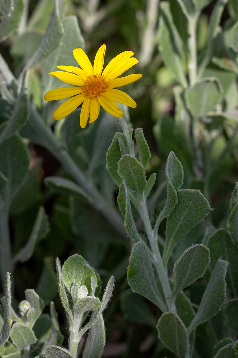 Изображение особи Chrysanthemoides monilifera.