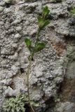 Смотреть изображение Asplenium × alternifolium
